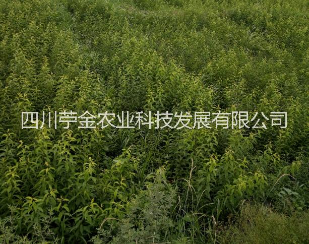 冰糖李子苗批發(fā)_冰糖李子苗枝條批發(fā)_丹棱冰糖李苗