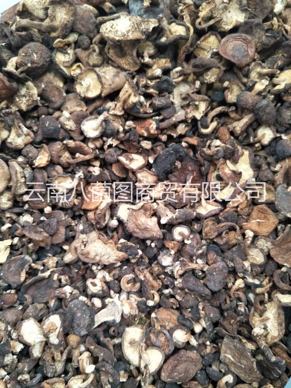 云南*香菇菌 香菇批發(fā) 香菇報(bào)價(jià) 香菇供應(yīng)商 香菇哪里好