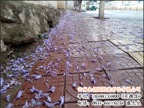 云南永創(chuàng)旅行社邀您共賞昆明藍花楹
