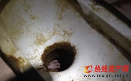 奉化三橫工業(yè)區(qū)馬桶疏通 廁所下水道疏通 小便池疏通