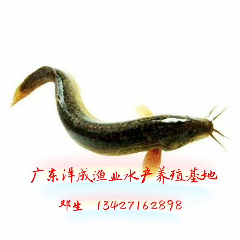 泥鰍苗價(jià)格-價(jià)格-哪家好-批發(fā)