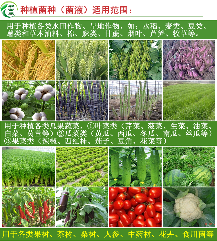 大棚蔬菜噴灑葉面的em菌液什么價農(nóng)富康種植em菌液