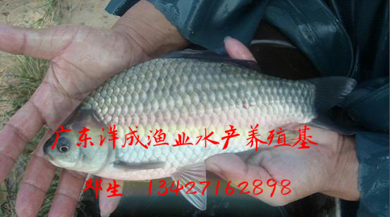 羅非魚價(jià)格-養(yǎng)殖-價(jià)格