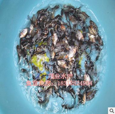 淡水白鯧魚苗供應商 淡水白鯧魚苗批發(fā) 淡水白鯧魚苗價格 白鯧魚苗