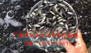 羅非魚苗 廣東羅非魚苗基地  培育羅非魚苗基地 廣東羅非魚苗哪里好 廣東羅非魚苗多少錢