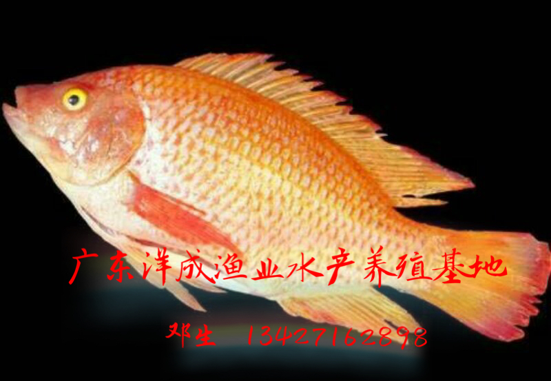 彩虹鯛紅羅非 廣東彩虹鯛紅羅非哪里好 廣東彩虹鯛紅羅非多少錢