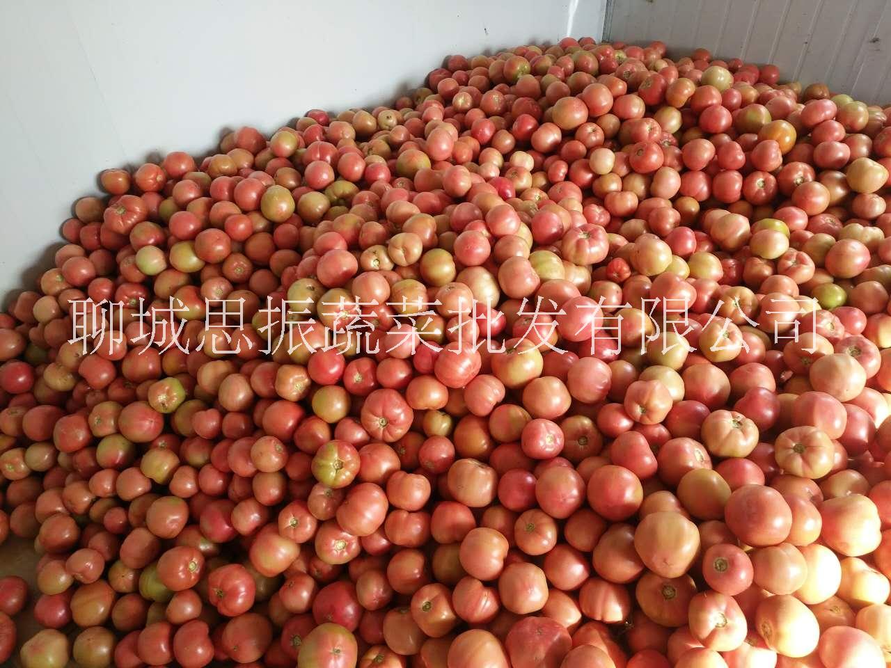 西紅柿 山東西紅柿基地 西紅柿批發(fā)價(jià)格 聊城西紅柿基地 西紅柿供應(yīng) 西紅柿報(bào)價(jià)