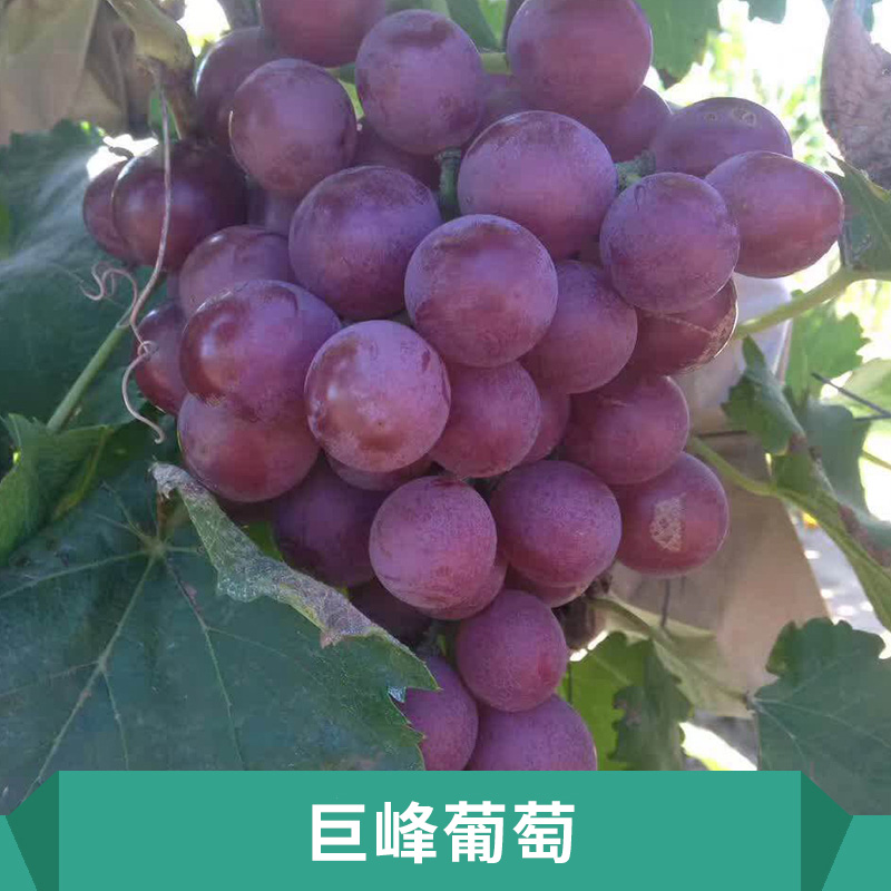 巨峰葡萄適應(yīng)性強(qiáng)抗病抗寒性能好喜肥水果實(shí)穗大粒大價(jià)格實(shí)惠巨峰葡萄生產(chǎn)基地