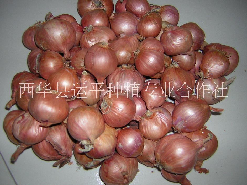 山東洋蔥基地壽光洋蔥批發(fā)大量供應(yīng)出售紅皮紫皮洋蔥聊城河南周口洋蔥
