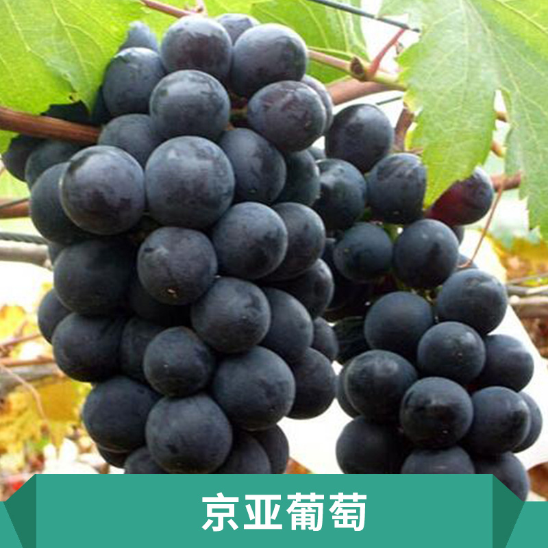 京亞葡萄抗病力強抗寒力強耐運輸適應性強樹勢中庸穩(wěn)產高產價格實惠京亞葡萄生產基地
