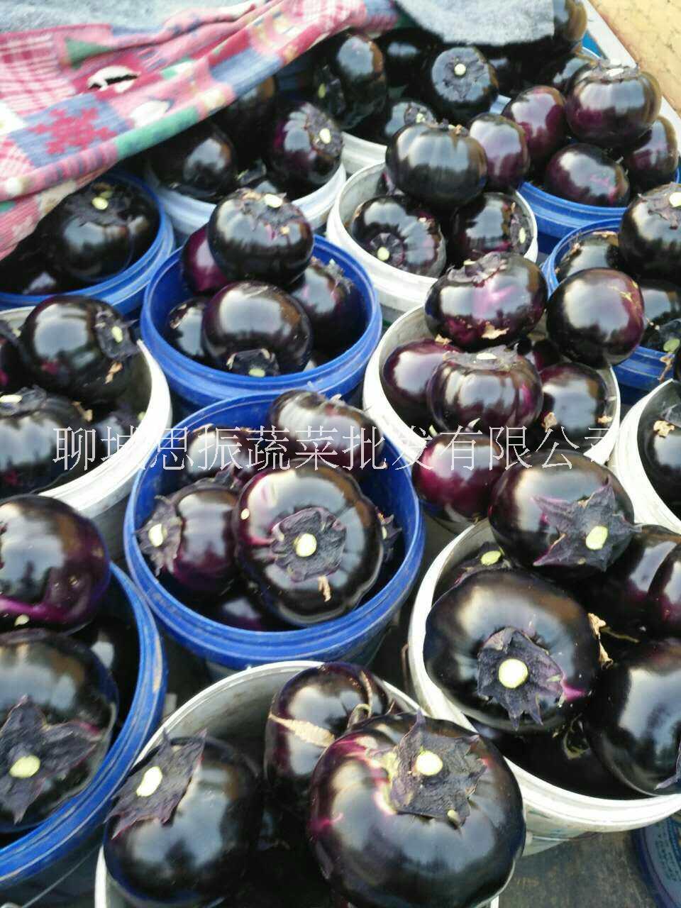 圓茄子  山東圓茄子批發(fā)價(jià)格  圓茄子批發(fā) 圓茄子供應(yīng) 圓茄子價(jià)格 山東圓茄子價(jià)格