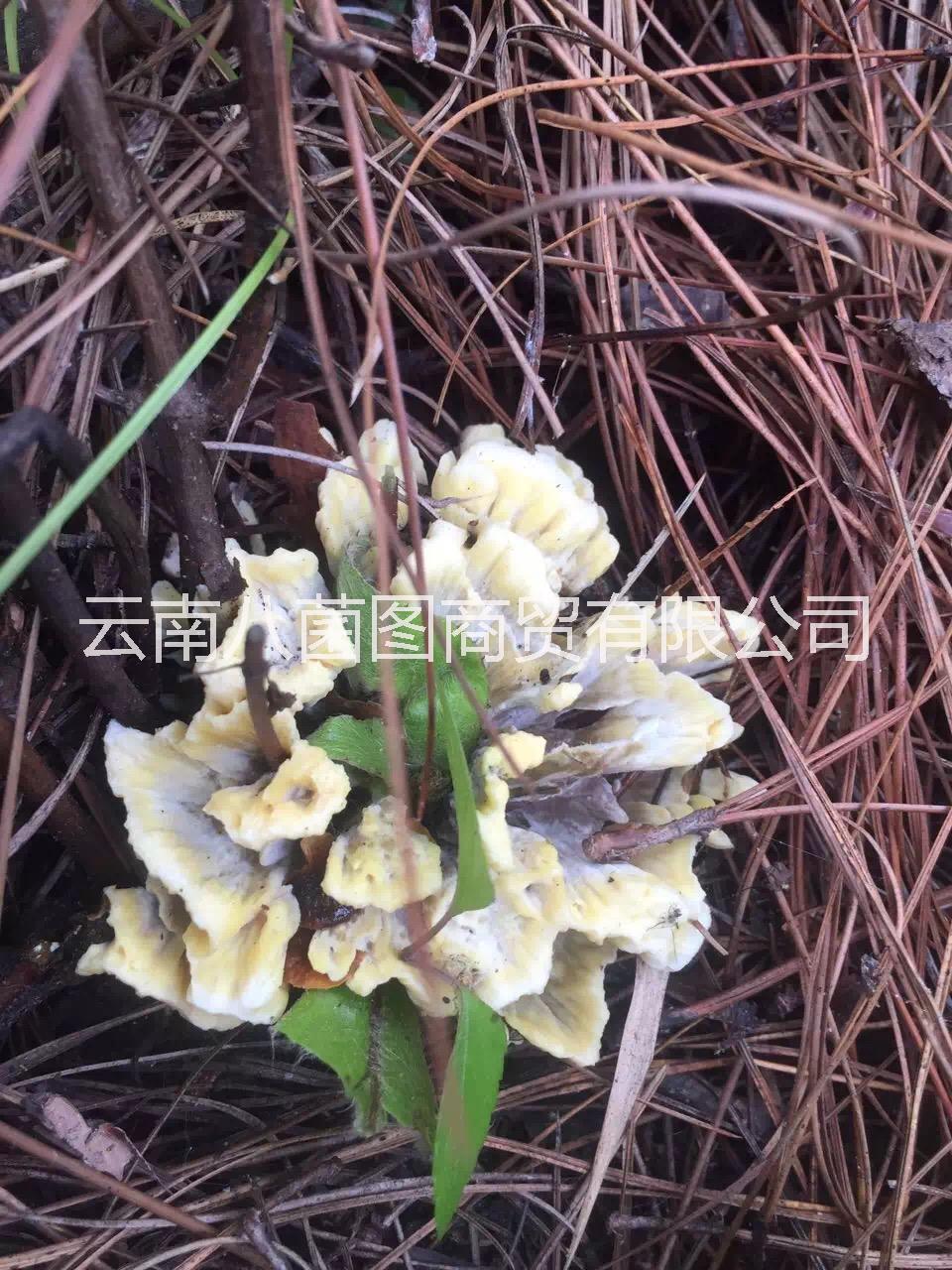 云南干巴菌鮮貨 干巴菌鮮貨報價 干巴菌鮮貨批發(fā) 干巴菌鮮貨供應商 干巴菌哪里好