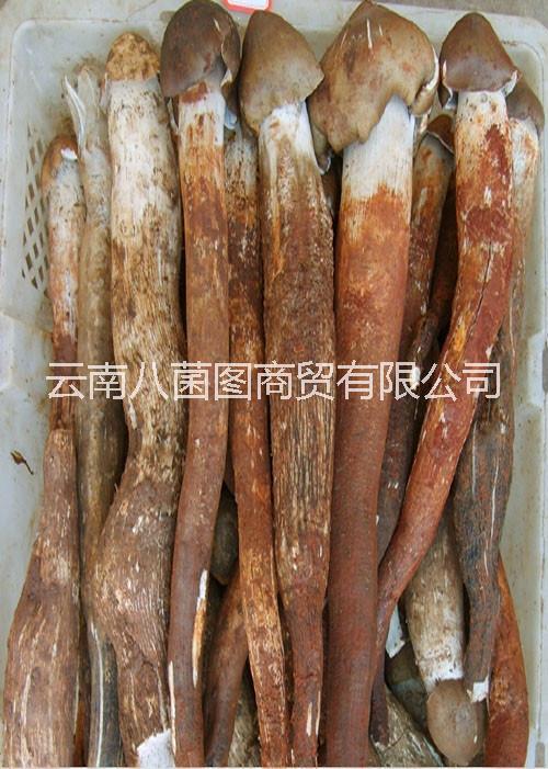 云南雞樅菌鮮貨 雞樅菌鮮貨報價 雞樅菌鮮貨批發(fā) 雞樅菌鮮貨哪里好 雞樅菌供應(yīng)商