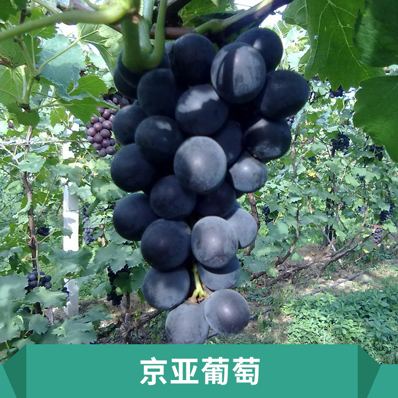 供應保定葡萄收購 保定葡萄聯(lián)系電話 保定葡萄哪家好 無異味口感好