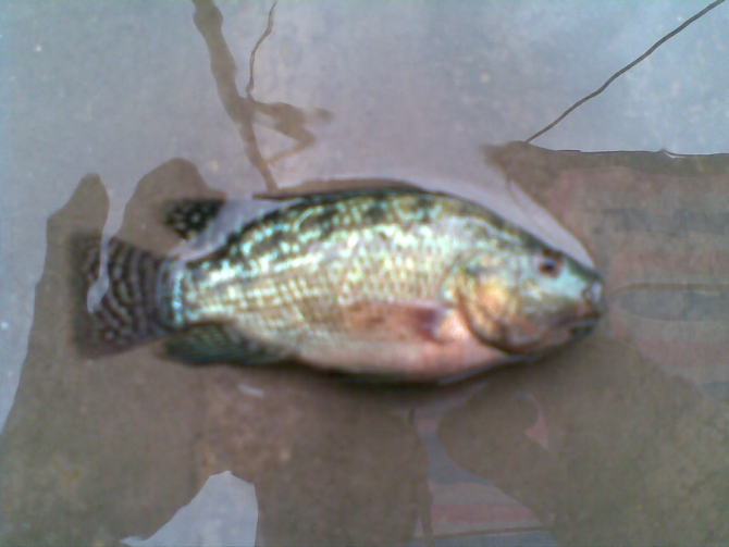 粵富羅非王出售 粵富羅非王價格報價 粵富羅非王價格價格 粵富羅非王價格出售電話