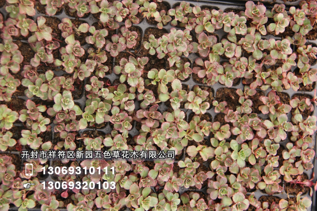 開(kāi)封新園五色草造型素材--佛甲草 開(kāi)封新園五色草造型素材--胭脂紅 新園五色草造型素材--胭脂紅景天 新園立體造型素材-