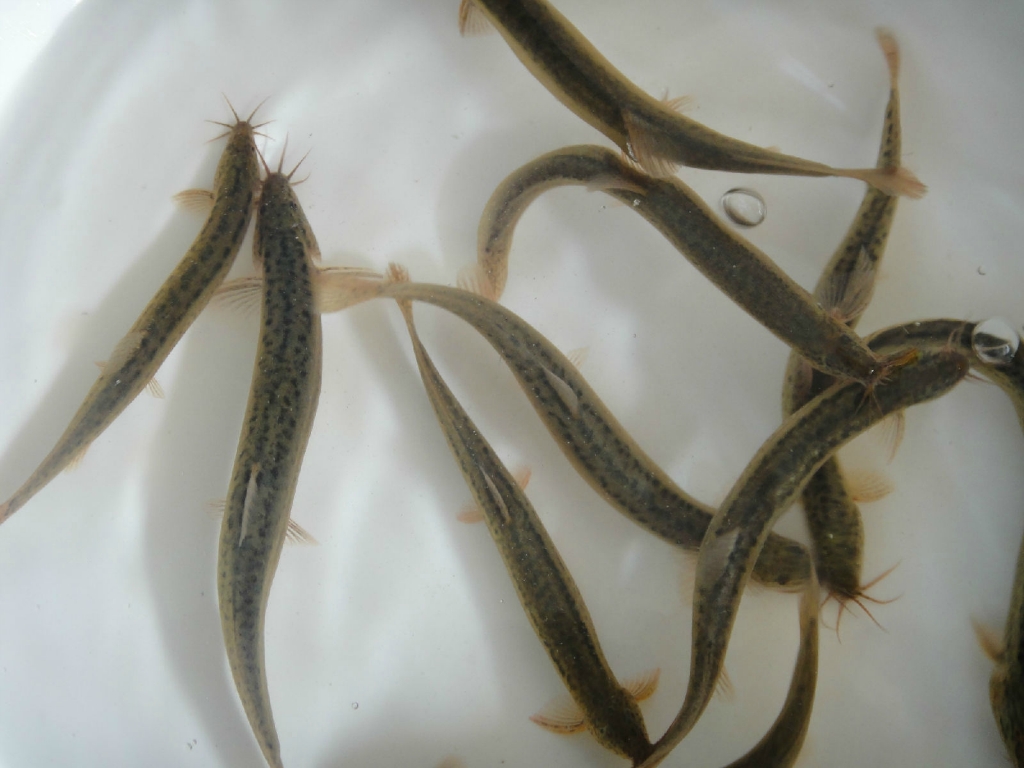 泥鰍魚苗出售價格電話