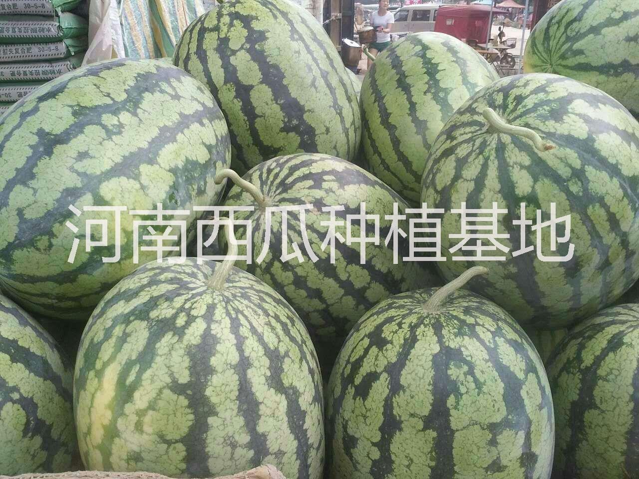 大量供應(yīng)麒麟西瓜8424新機遇 麒麟西瓜8424新機遇西瓜
