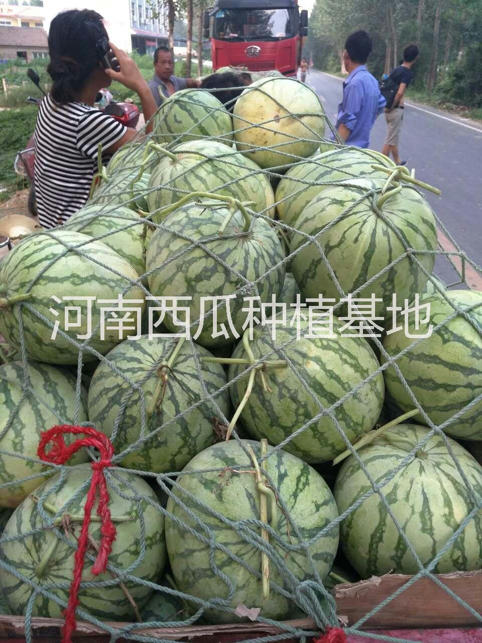 大量供應(yīng)麒麟西瓜8424新機遇 麒麟西瓜8424新機遇西瓜