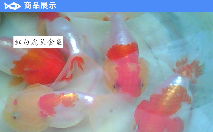 河南金魚之鄉(xiāng)廠家批發(fā) 紅白虎頭觀賞魚 虎頭金魚魚苗活體虎頭金魚