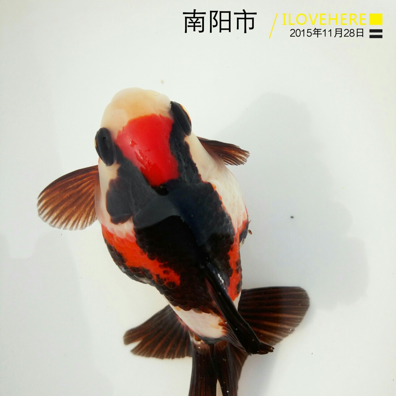 鎏金金魚鎏金金魚批發(fā)價格鎏金金魚批發(fā)廠家鎏金金魚養(yǎng)殖公司