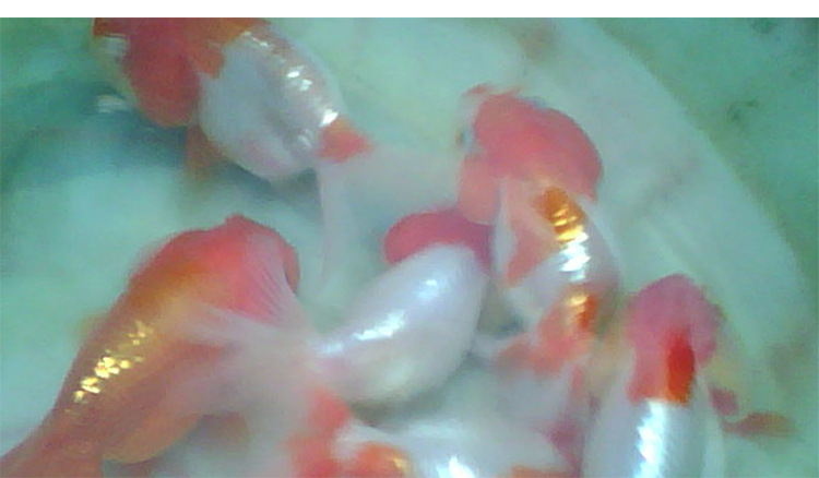 河南金魚之鄉(xiāng)廠家批發(fā) 紅白虎頭觀賞魚 虎頭金魚魚苗活體虎頭金魚