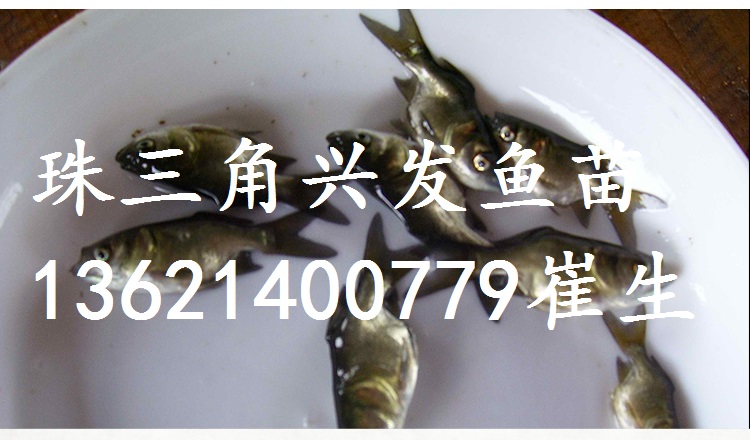 廣東縮骨大頭、湖南縮骨鳙魚、縮骨花鰱 廣東縮骨大頭魚苗批發(fā)