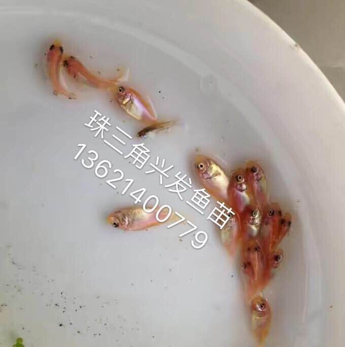 彩虹鯛魚苗、紅羅非魚苗、紅色羅非 廣東佛山高明紅羅非魚苗批發(fā) 廣東紅羅非魚苗批發(fā)養(yǎng)殖