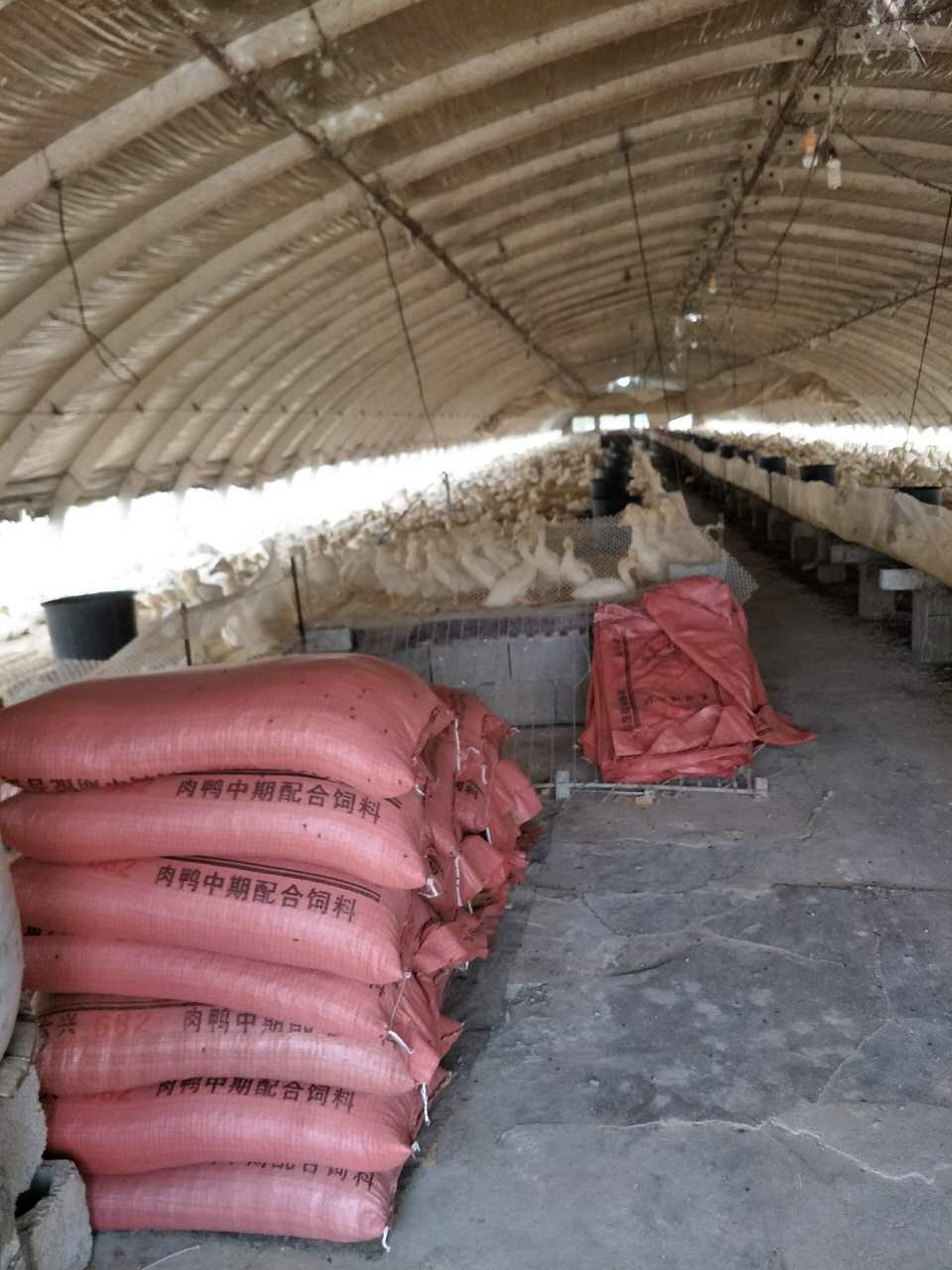 邳州市肉食鴨養(yǎng)殖  肉食鴨銷售