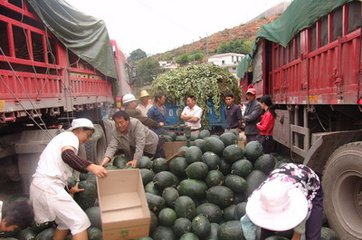 多年專業(yè)西瓜代收便宜了 多年*收西瓜又便宜了 多年*收京欣西瓜與紅薯