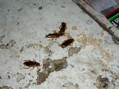 江東滅蟑螂公司 江東KTV滅蟑螂 江東家庭滅蟑螂 江東會所滅蟑螂