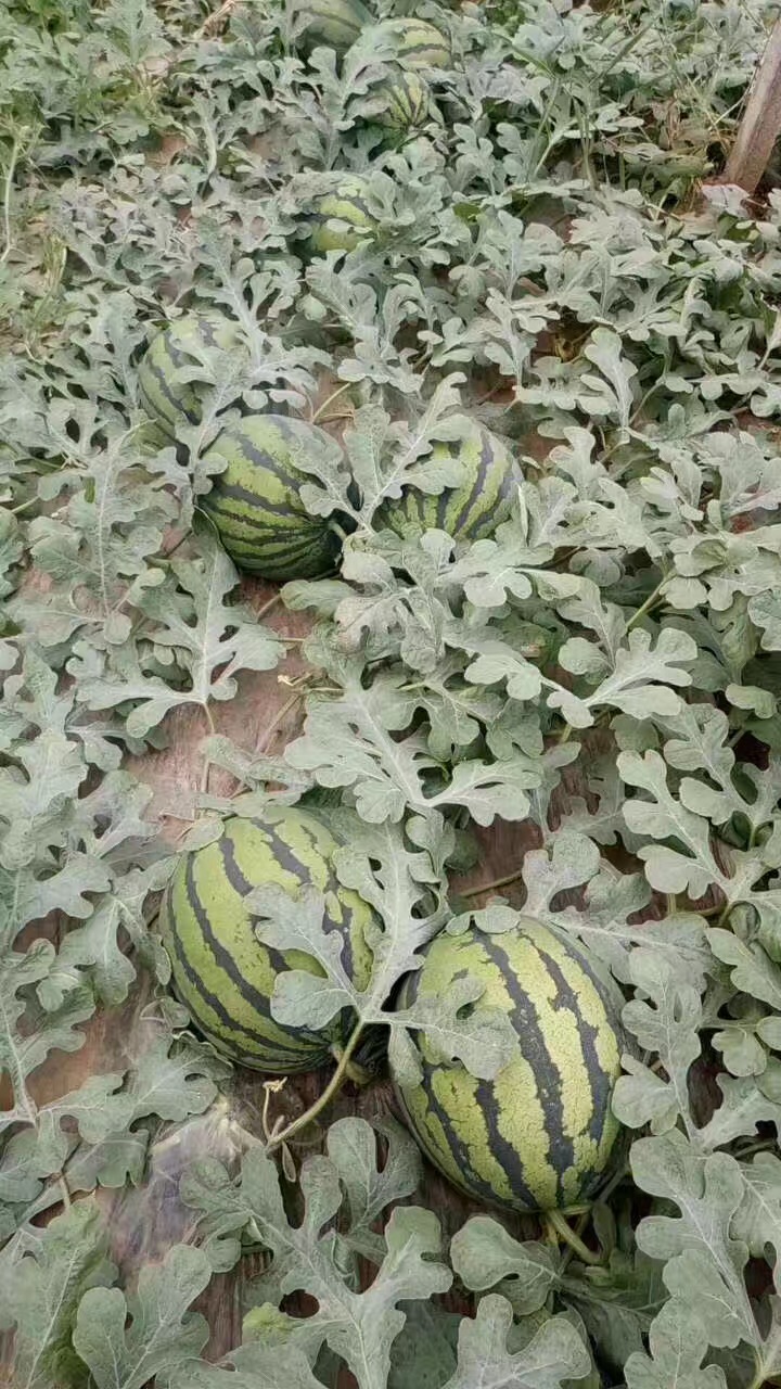 陜西京欣西瓜價格 陜西京欣西瓜電話，陜西京欣西瓜報價