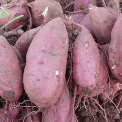 供應(yīng)紅薯廠家代收  河南紅薯批發(fā)價格 河南紅薯代收 河南紅薯*