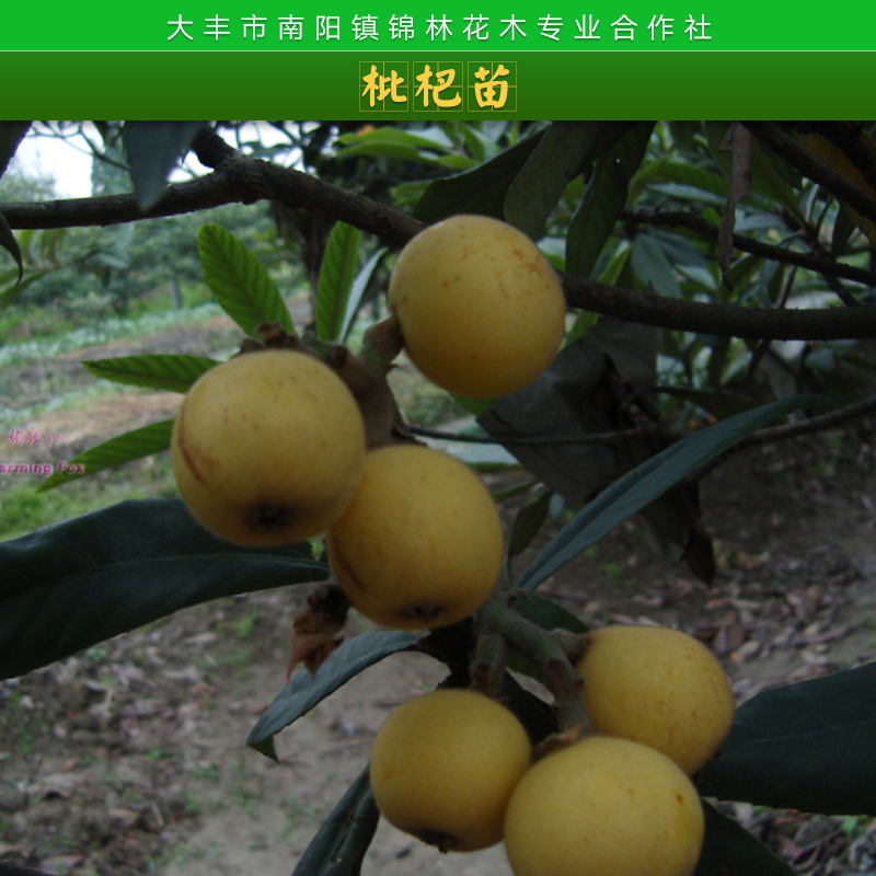 南陽錦林花木專業(yè)合作社枇杷樹苗木常綠小喬木枇杷果樹苗批發(fā)