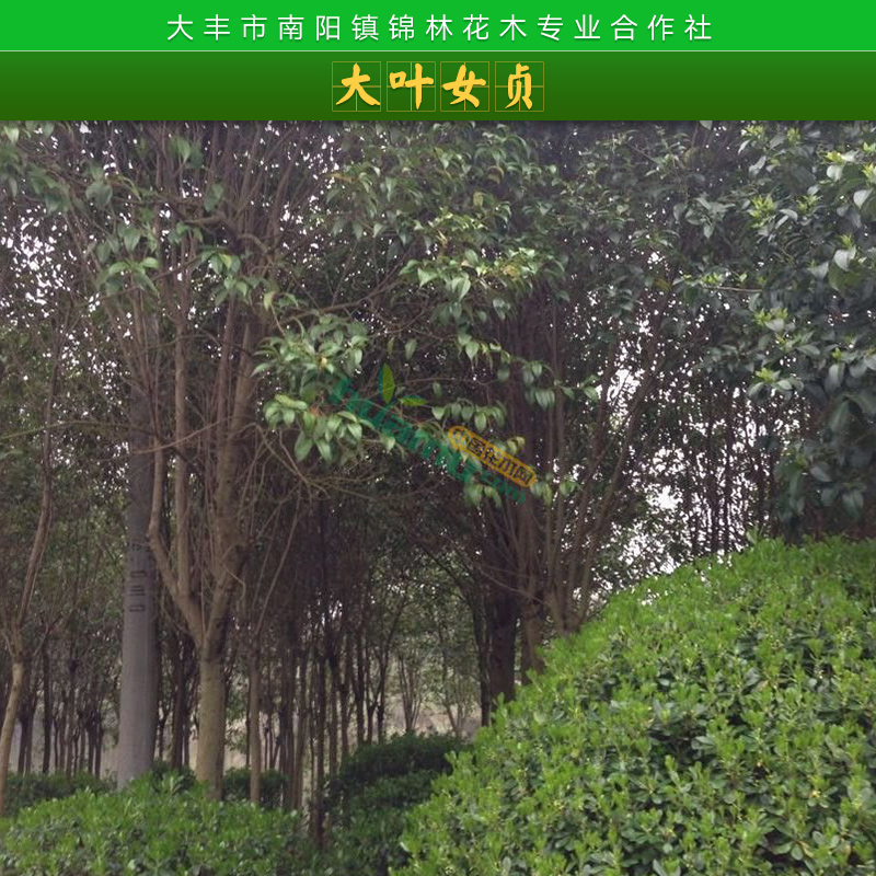 鹽城15公分大葉女貞批發(fā)|鹽城15公分大葉女貞價(jià)格|鹽城15公分大葉女貞供貨商