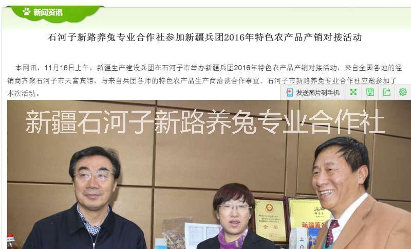 種兔合作社新疆種兔合作社純正種兔批發(fā)肉兔種兔獺兔