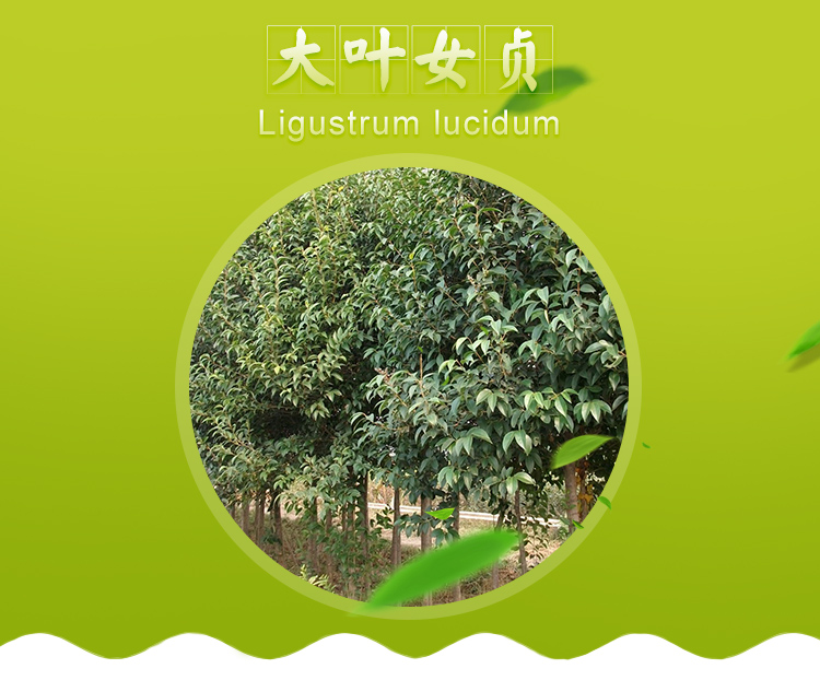 鹽城15公分大葉女貞批發(fā)|鹽城15公分大葉女貞價(jià)格|鹽城15公分大葉女貞供貨商