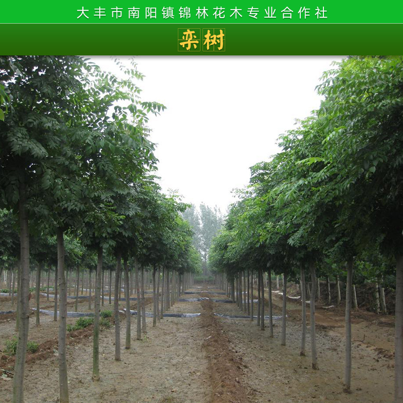 園林綠化庭園觀賞樹欒樹樹苗耐寒耐旱抗風(fēng)欒樹/木欒/欒華苗木批發(fā)