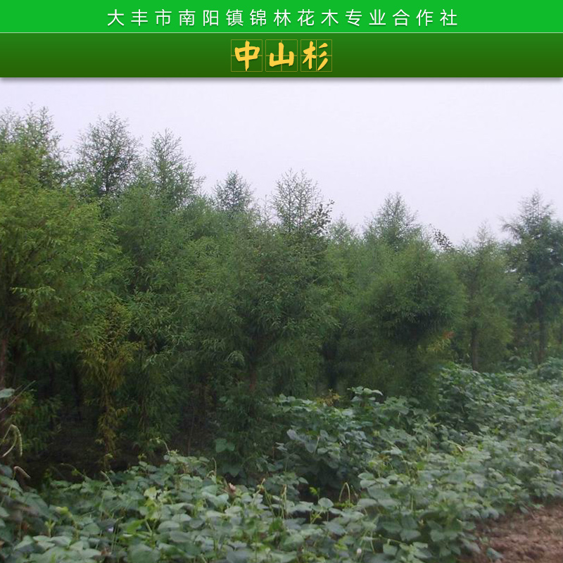 大豐2公分中山杉價格|中山杉產(chǎn)地+2公分中山杉價格|中山杉2公分價格單價多少錢