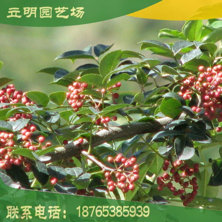 苗圃大量供應花椒苗 大紅袍花椒苗 花椒苗價格