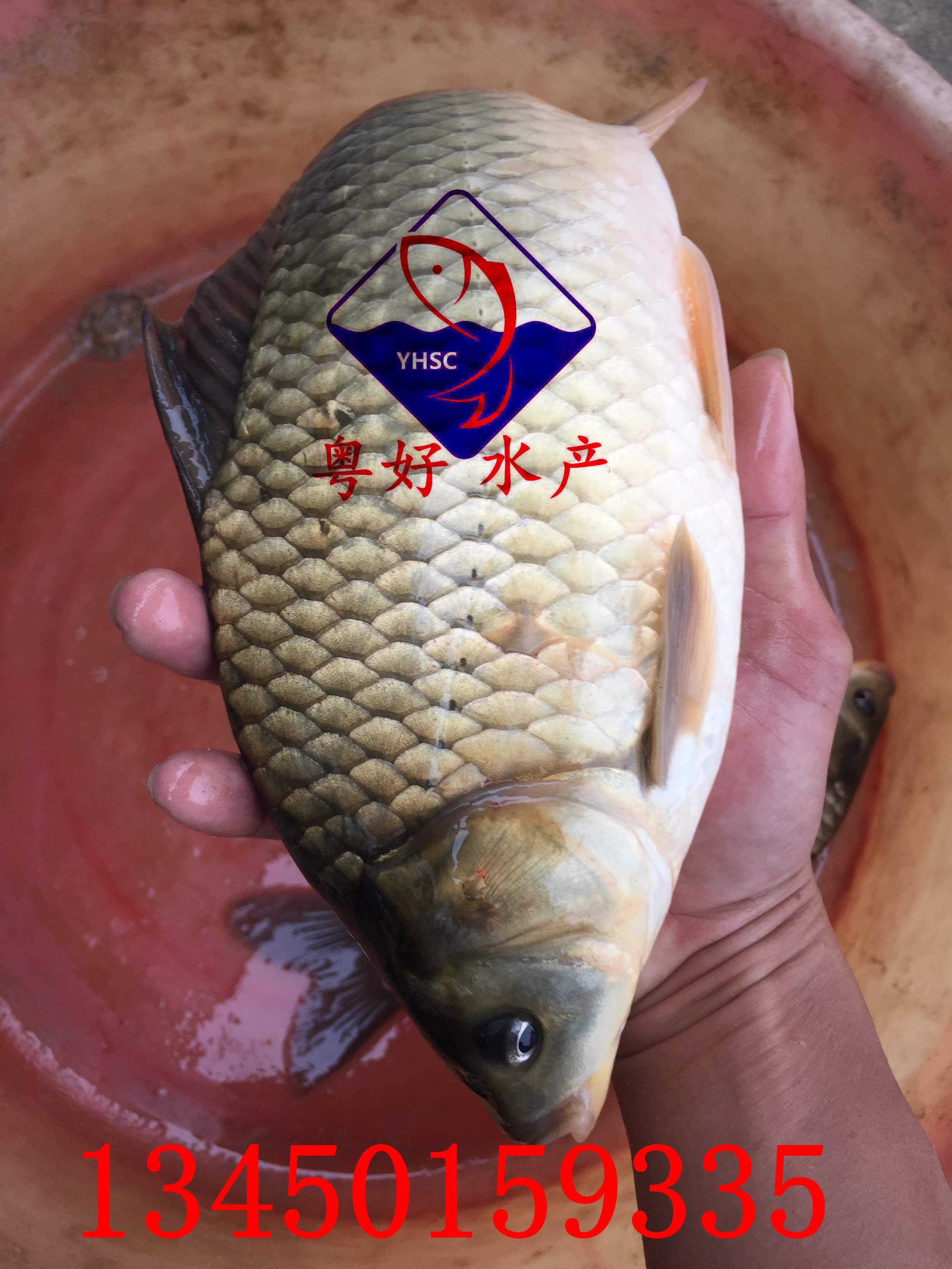湘云鯽，鯽魚(yú)苗 肇慶湘云鯽生產(chǎn) 廣州湘云鯽生產(chǎn)