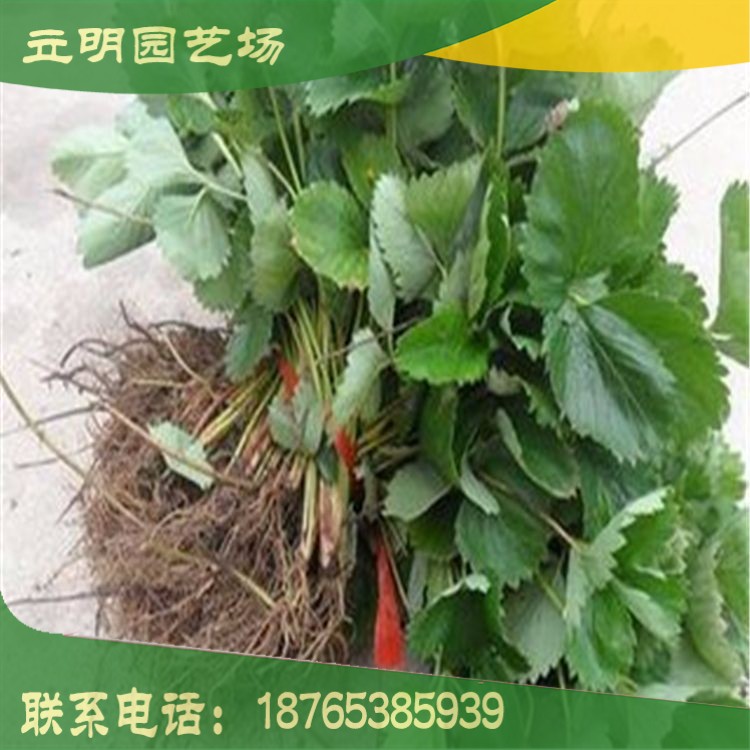 供應甜查理草莓苗 甜查理草莓苗價格 甜查理草莓苗的產(chǎn)地