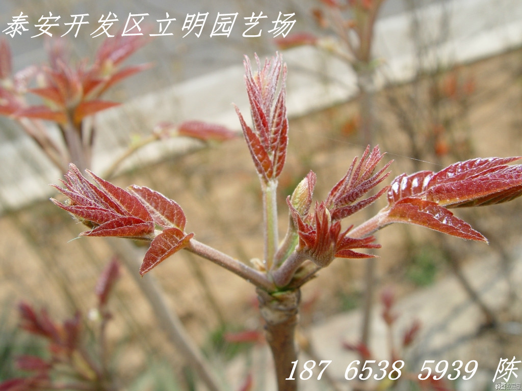 紅油香椿價(jià)格 山東紅油香椿哪里便宜 紅油香椿產(chǎn)地