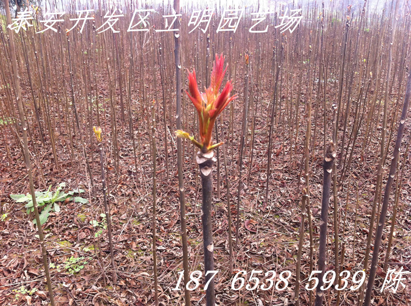 紅油香椿價(jià)格 山東紅油香椿哪里便宜 紅油香椿產(chǎn)地
