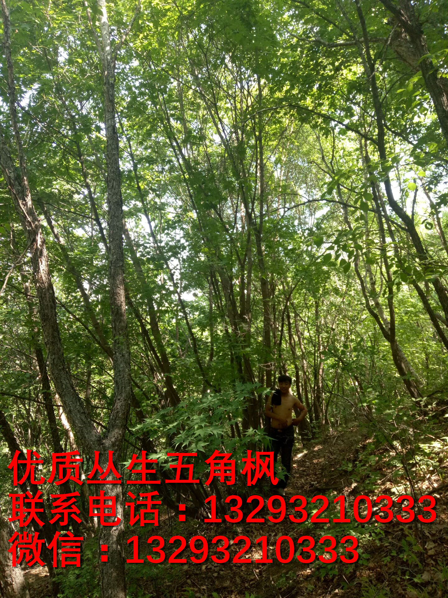 河北蒙古櫟苗木基地 河北五角楓批發(fā) 河北五角楓訂購