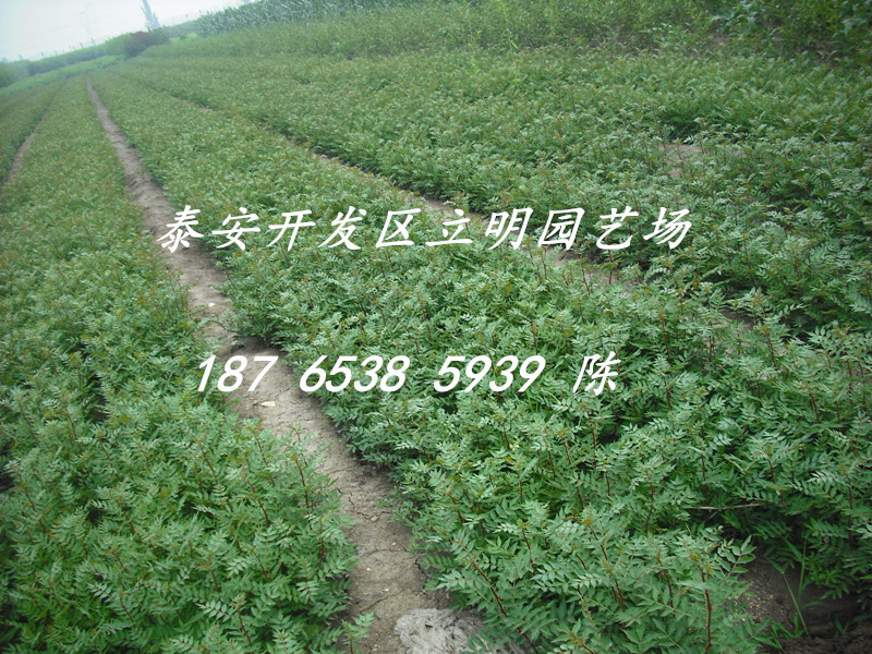 出售無刺花椒苗 花椒苗價格 山東花椒苗 提供種植資料