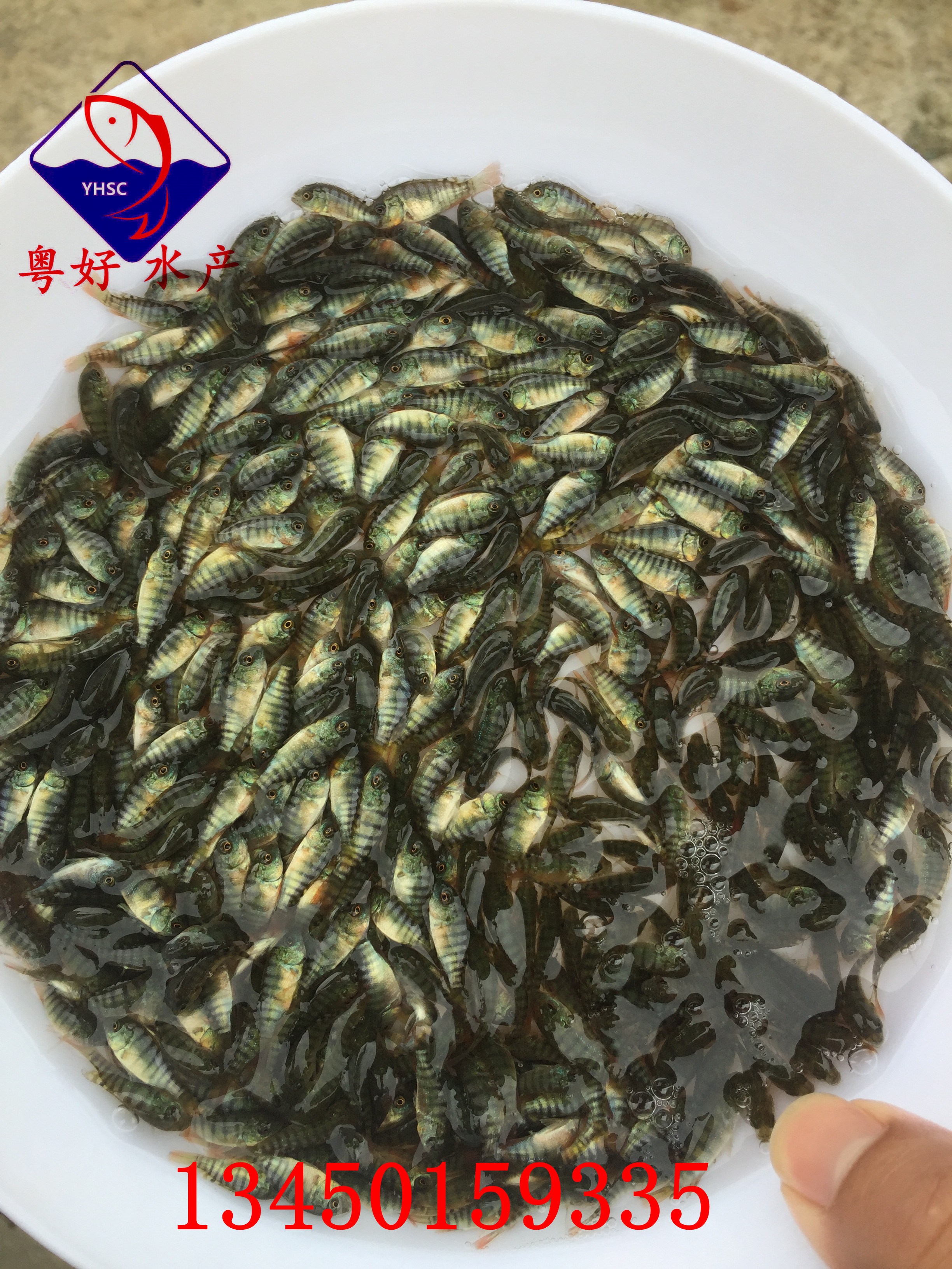 13450159335 廣州羅非魚苗廠家 肇慶羅非魚苗廠家