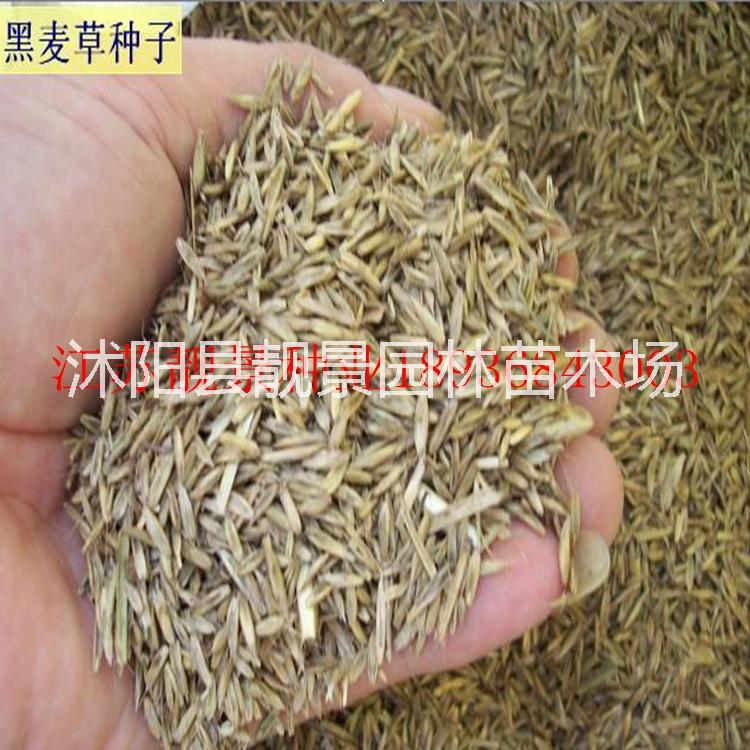 多年生黑麥草種子價格 多年生黑麥草種子播種方法及簡介 草坪種子批發(fā)