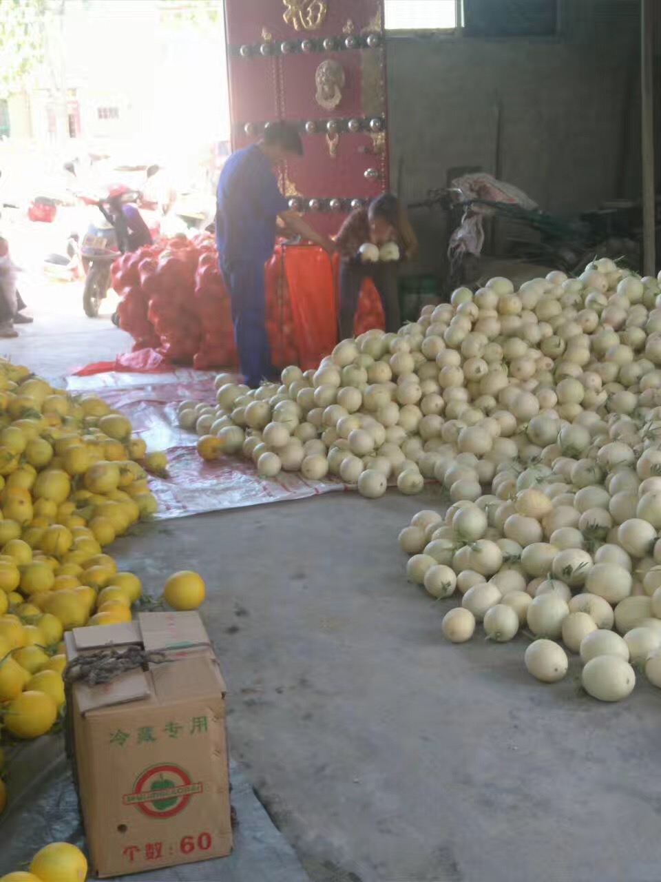 陜西大棚西瓜陜西西瓜基地陜西西瓜