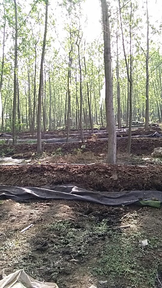 常德蚯蚓批發(fā)價格 常德蚯蚓批發(fā) 常德蚯蚓養(yǎng)殖批發(fā) 常德蚯蚓價格